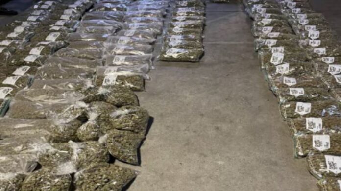 A total of 63kg of cannabis was discovered in a storage unit in East Auckland