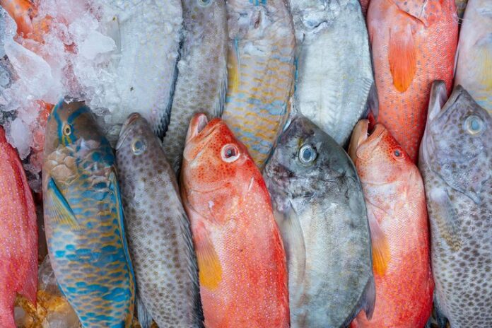 Auckland fish trading company fined $360,000 for buying and selling stolen fish