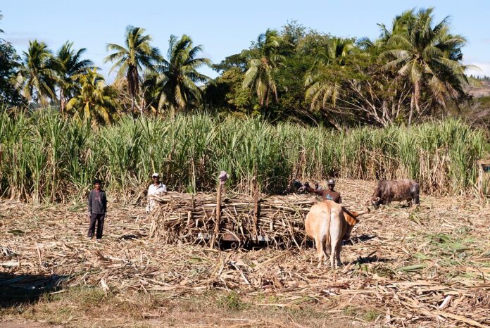 Farmers are being advised against planting unapproved cane varieties